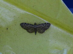 Eupithecia