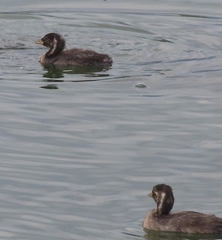 Tachybaptus ruficollis