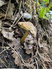 Leccinum scabrum