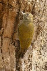 Dryobates passerinus