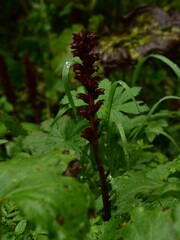 Orobanche flava