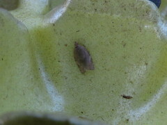 Clepsis virescana