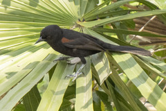 Icterus pyrrhopterus