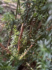 Taxus