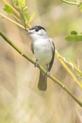 Xenopsaris albinucha