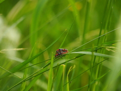 Cantharis rustica