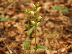 Cephalanthera damasonium