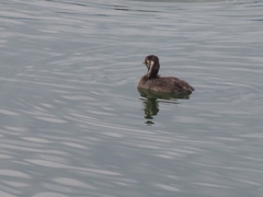 Tachybaptus ruficollis