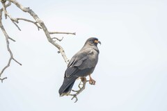 Rostrhamus sociabilis