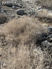 Bebbia juncea