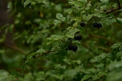 Lonicera nigra