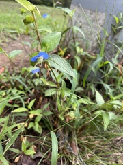 Commelina communis