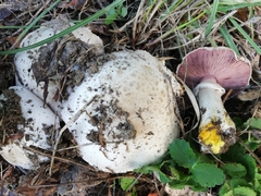 Agaricus xanthodermus