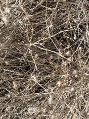 Bebbia juncea