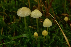 Mycena epipterygia