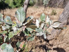 Brachylaena rotundata