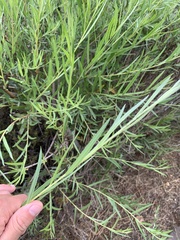 Salix exigua