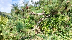 Pinus nigra