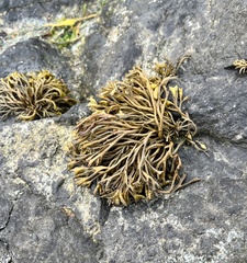 Pelvetia canaliculata