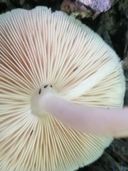 Pluteus petasatus