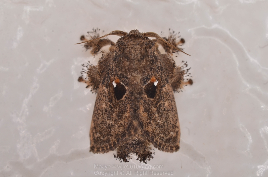 Chalcocelis dydima