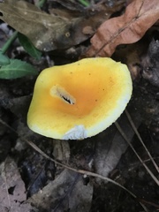 Russula flavida