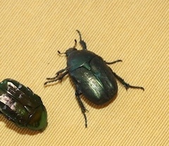 Protaetia angustata