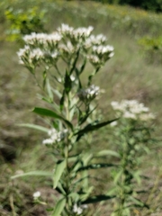 Eupatorium altissimum