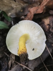 Russula flavida