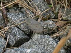 Dissosteira carolina