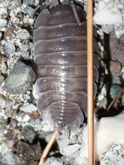 Porcellio obsoletus