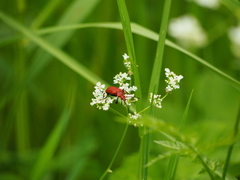 Pyrochroa serraticornis