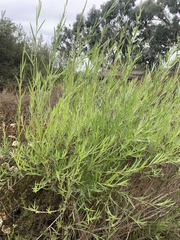 Salix exigua