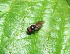 Cheilosia