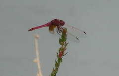 Trithemis annulata