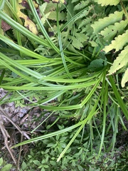 Carex comosa