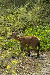 Blastocerus dichotomus