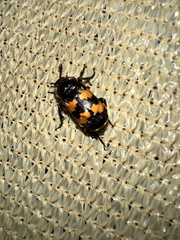 Nicrophorus