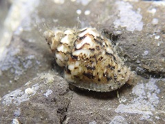 Euplica scripta