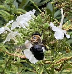 Xylocopa virginica