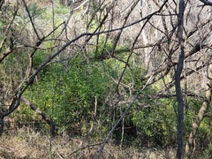 Cassinopsis ilicifolia