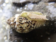 Euplica scripta