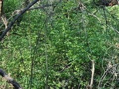 Cassinopsis ilicifolia