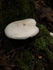 Clitopilus