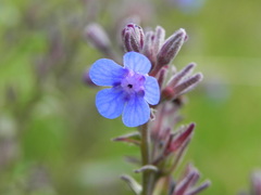 Cynoglottis barrelieri