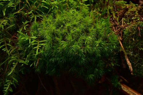 dvojhrot chvostovitý (Dicranum scoparium)