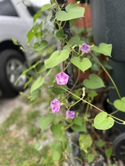 Ipomoea triloba