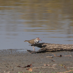 Charadrius tricollaris