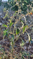 Solanum villosum