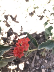Nyctaginia capitata